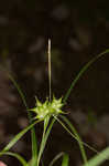 Greater bladder sedge